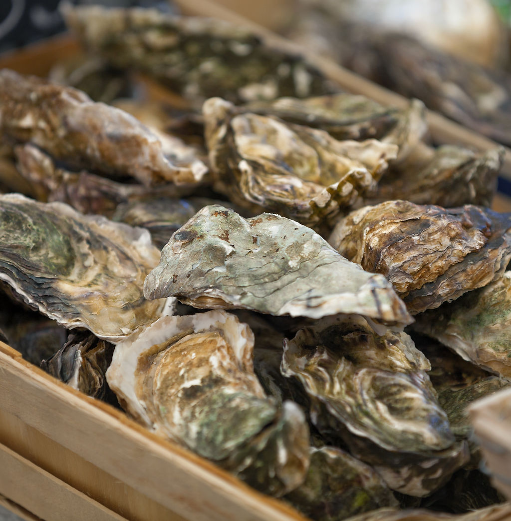 Fresh Oysters Display